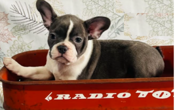 Frenchton puppy for sale in Kenton, OH