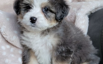 Bernedoodle puppy fore sale in ILLERSBURG, OH