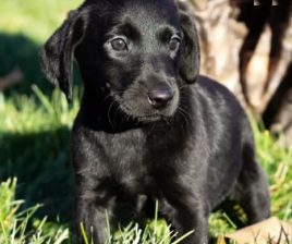 Labrador Retriever puppy for sale in Dundee, OH