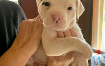 American Bulldog puppy for sale in Pine Bush, NY