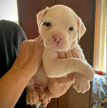 American Bulldog puppy for sale in Pine Bush, NY