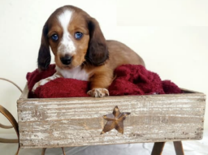 Dachshund Miniature puppy for sale in Bainbridge