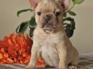 Frenchton puppy for sale in Canajoharie, NY