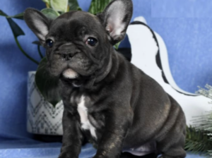 Frenchton puppy for sale in Millersburg, OH