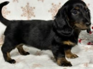 Dachshund Miniature puppy for sale in ugarcreek OH