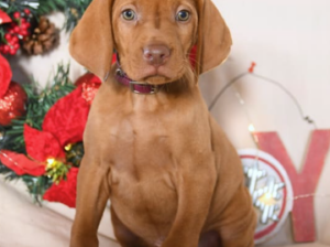 Vizsla puppy for sale in Honey Brook, PA