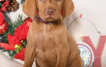Vizsla puppy for sale in Honey Brook, PA