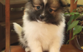 Pomeranian puppy for sale in Quarryville, PA