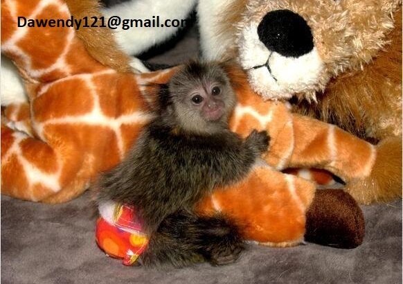 Gorgeous Baby Marmoset Monkeys for sale