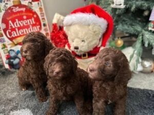 Double Doodle health tested puppies Ready NOW