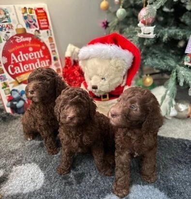 Double Doodle health tested puppies Ready NOW