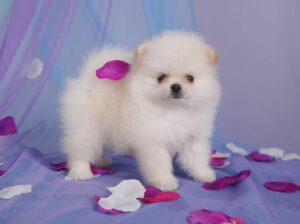 Pomeranian puppy for dale