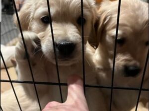 Healthy golden retriever puppies