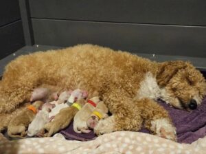 Stunning Small Miniature Goldendoodle Puppies
