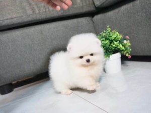 Cute Pomeranian tea cup puppy for sale