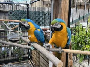 Cute Macaw Parrots For Sale