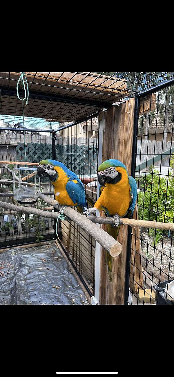 Cute Macaw Parrots For Sale