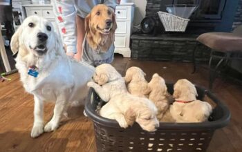 healthy golden retriever puppies