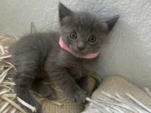 Adorable Russian blue kittens ready now