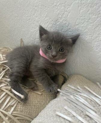 Adorable Russian blue kittens ready now