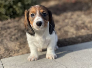Dachshund puppy for sale in Seneca Falls, NY