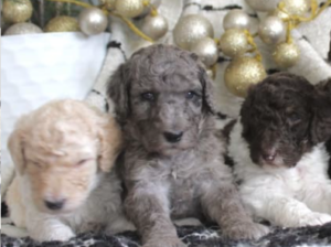 Poodle Standard puppy for sale in APPLE CREEK, OH