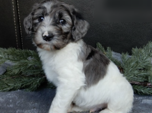 Labradoodle puppy for sale in Millersburg, OH