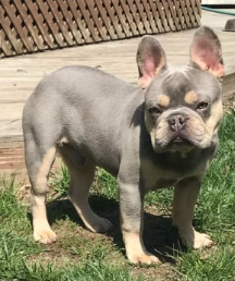 French Bulldog puppy for sale in Goshen, IN