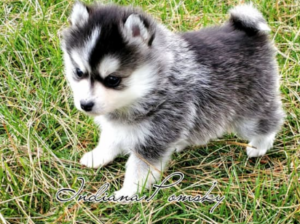 Pomsky puppy for sale in North Liberty, IN