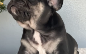 French Bulldog puppy for sale in Millersburg, OH