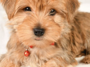 Morkie puppy for sale in millersburg, OH