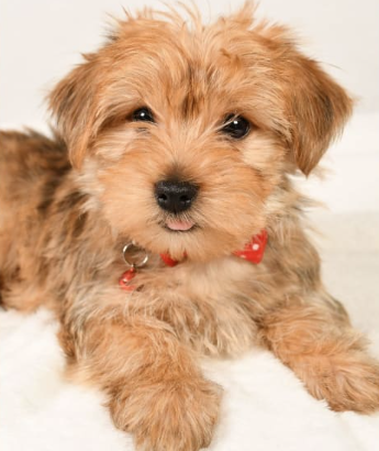 Morkie puppy for sale in millersburg, OH