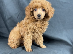 Poodle Toy puppy for sale in Dauphin, PA