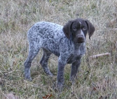 German Shorthaired Pointer for sale in Dalmatia PA