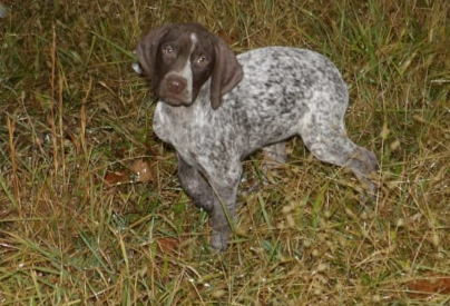 German Shorthaired Pointer for sale in Dalmatia PA