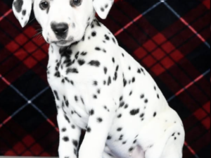 Dalmatian puppy for sale in Sugarcreek, OH