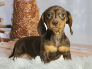 Dachshund Miniature puppy for sale in WARSAW, IN