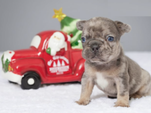 French Bulldog puppy for sale in Millersburg, OH