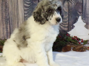 Poodle Standard puppy for sale in Christiana, PA