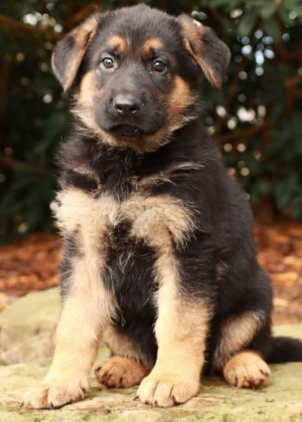 German Shepherd for sale in Mill Hall, PA, USA