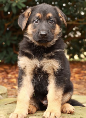 German Shepherd for sale in Mill Hall, PA, USA