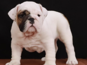 English Bulldog puppy for sale in Sugarcreek, OH