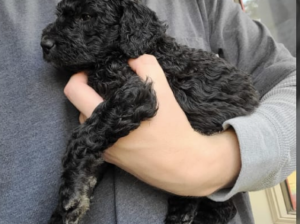 Poodle Standard puppy for sale in Lebanon, PA