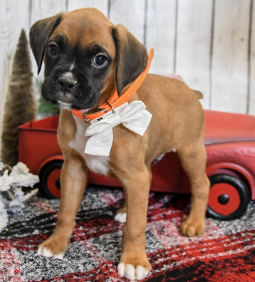 Boxer puppy for sale in Terre Hill, PA, USA