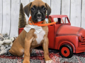 Boxer puppy for sale in Terre Hill, PA, USA