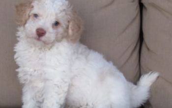 Cockapoo puppy for sale in Fresno, OH