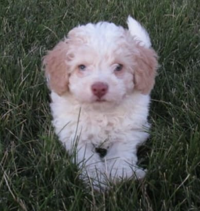 Cockapoo puppy for sale in Fresno, OH
