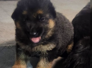 German Shepherd puppy for sale in Chesapeake, VA