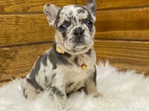 French Bulldog puppy for sale in Sugarcreek, OH
