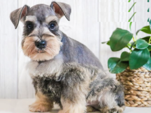Schnauzer Miniature for sale in SYRACUSE, IN